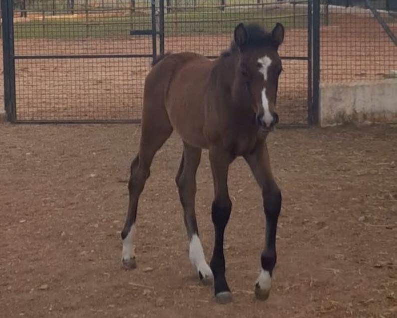 horse